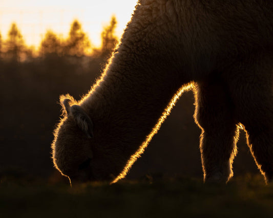 What Are The Benefits of Alpaca Product and Alpaca Fiber?