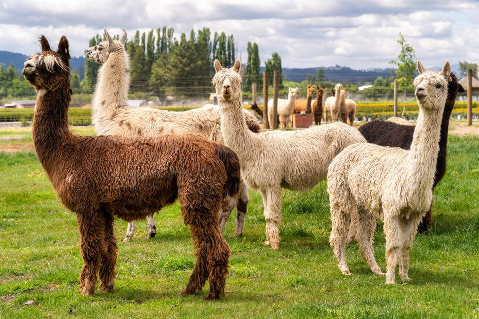 Understanding the Difference Between Alpacas and Llamas