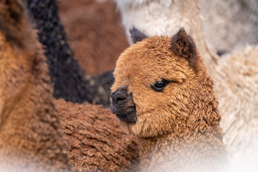 The Next Frontier in Sustainable Living - Alpaca and Other Natural Fibers