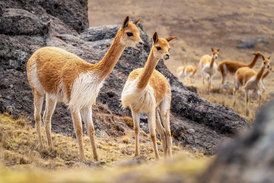 What Are Vicuña And What Makes Them So Special?