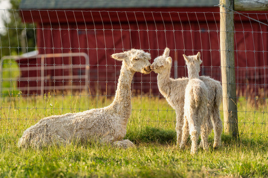 Why It Is Called Baby Alpaca