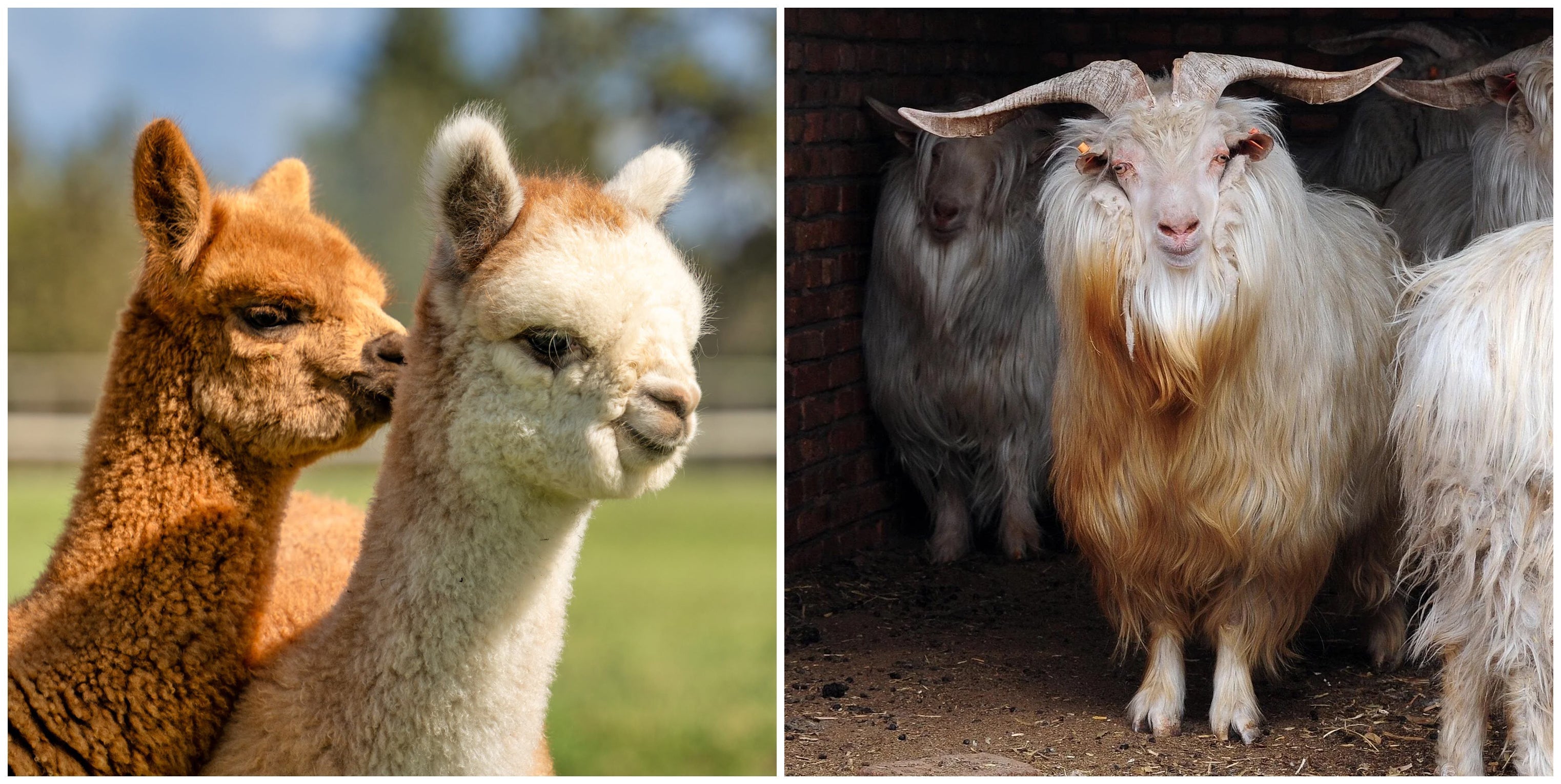 What are the Benefits of Alpaca Versus Cashmere?