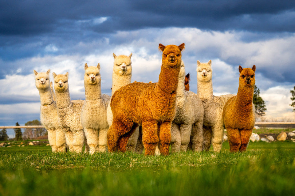 Why Are Alpacas Becoming So Popular in the United States?