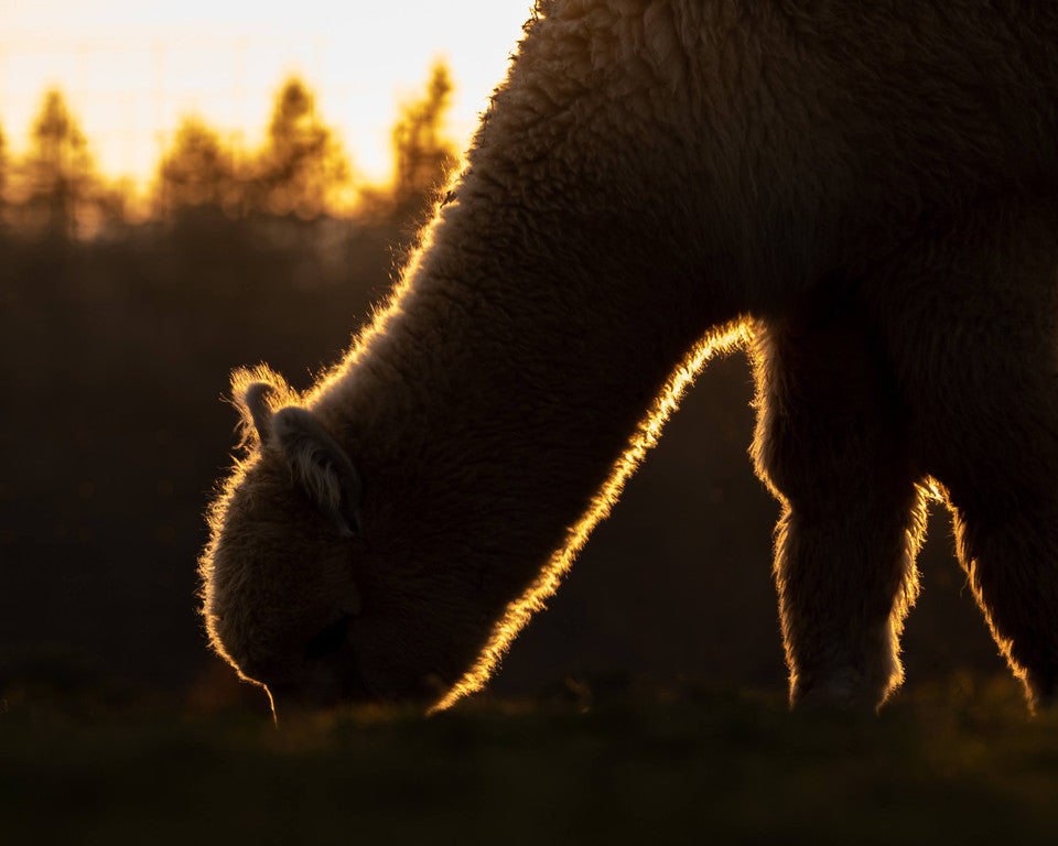 What Are The Benefits of Alpaca Product and Alpaca Fiber?