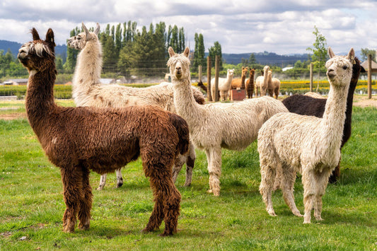 Understanding the Difference Between Alpacas and Llamas
