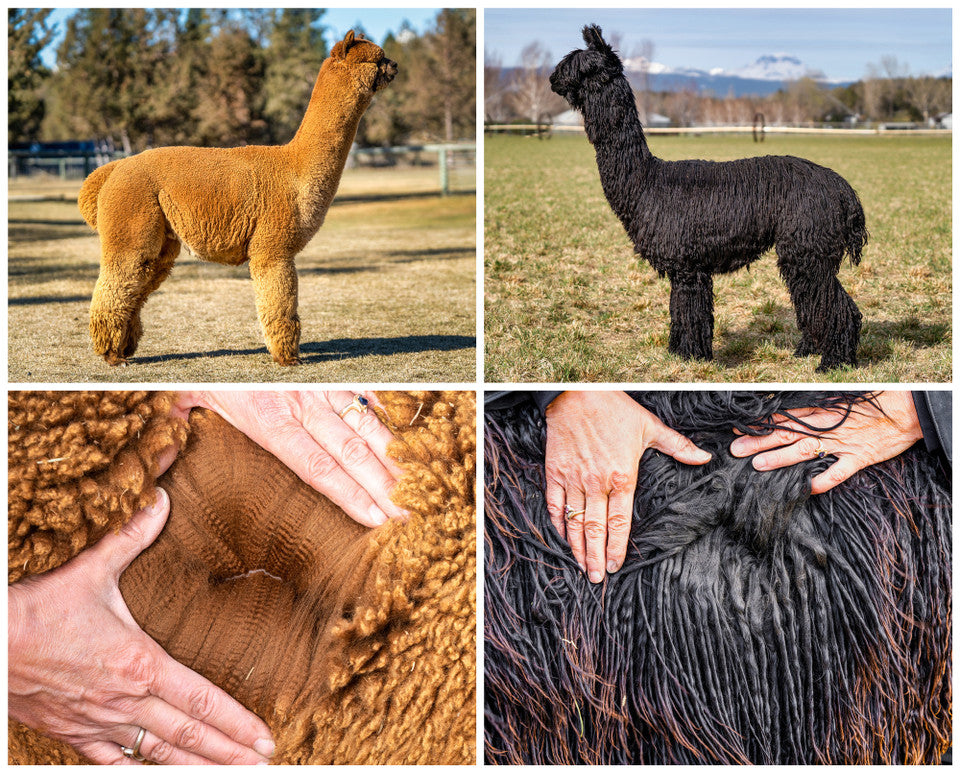 Suri vs Huacaya Alpacas: What's the Difference?