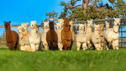 Harnessing the Power of Alpaca Poop: Natures Golden Fertilizer