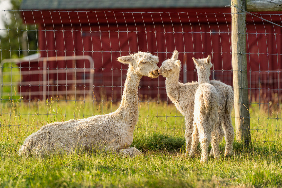 Why It Is Called Baby Alpaca